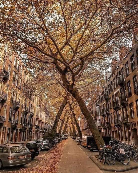 smokovitche2's tweet image. Amsterdam.  autumnal landscape with these strange trees which are leaning.  Netherlands