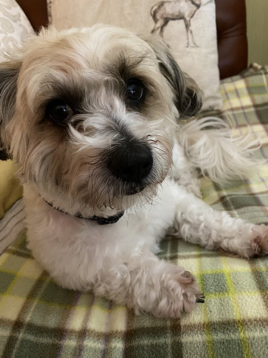 SophieClaudeta2's tweet photo. #newdogs #George #Dilly , everyone meet brother and sister George and Dilly , after loosing our dear boy Ted in December we heard these 2 needed a new home asap , been with us just over 2 weeks and settling in well xx https://t.co/a7K2bNu4wF