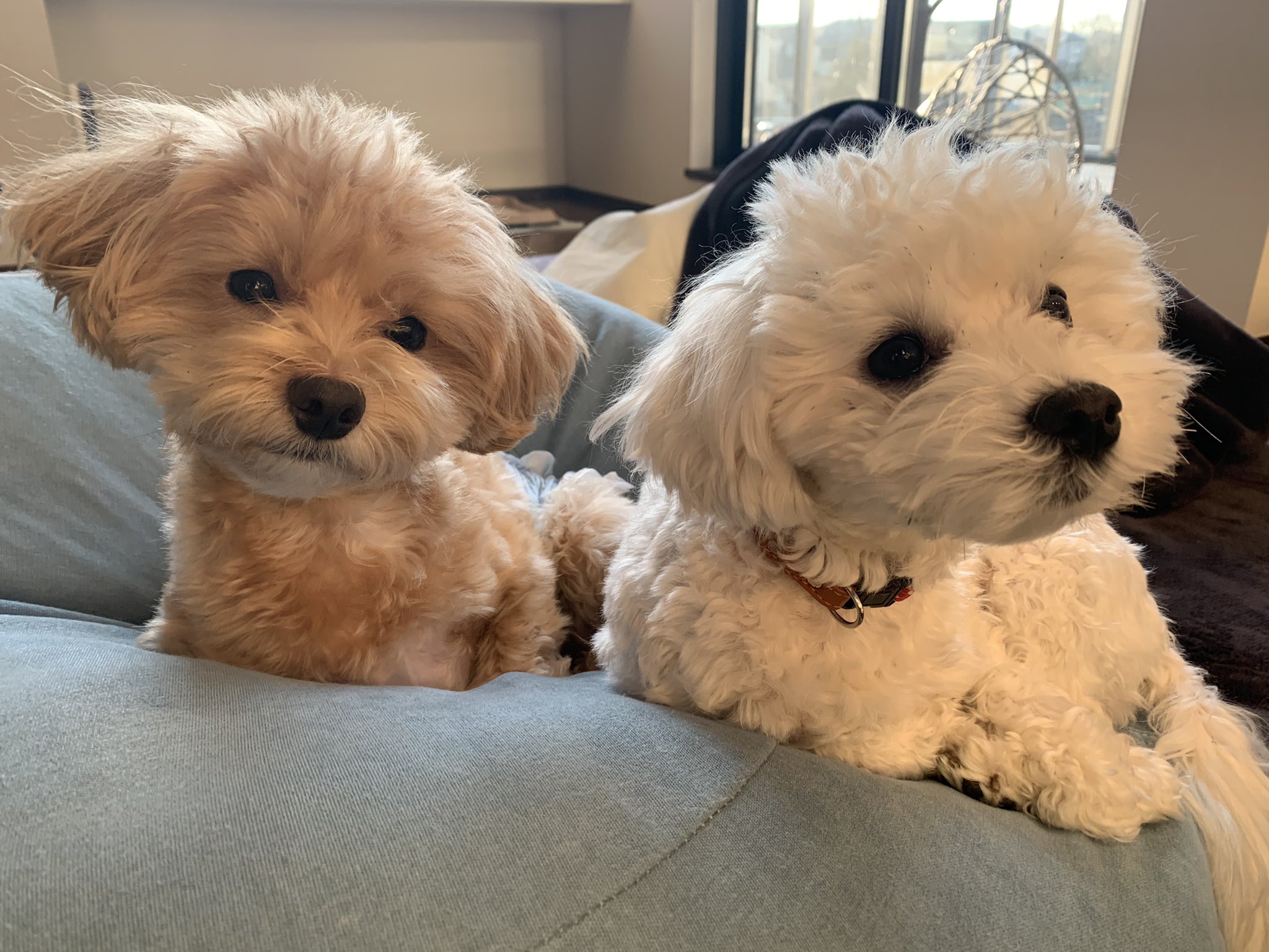 マルプー ラテミル おはよう マルプー 子犬 マルチーズ トイプードル ミックス犬 Mix犬 T Co Drvto0xmne Twitter