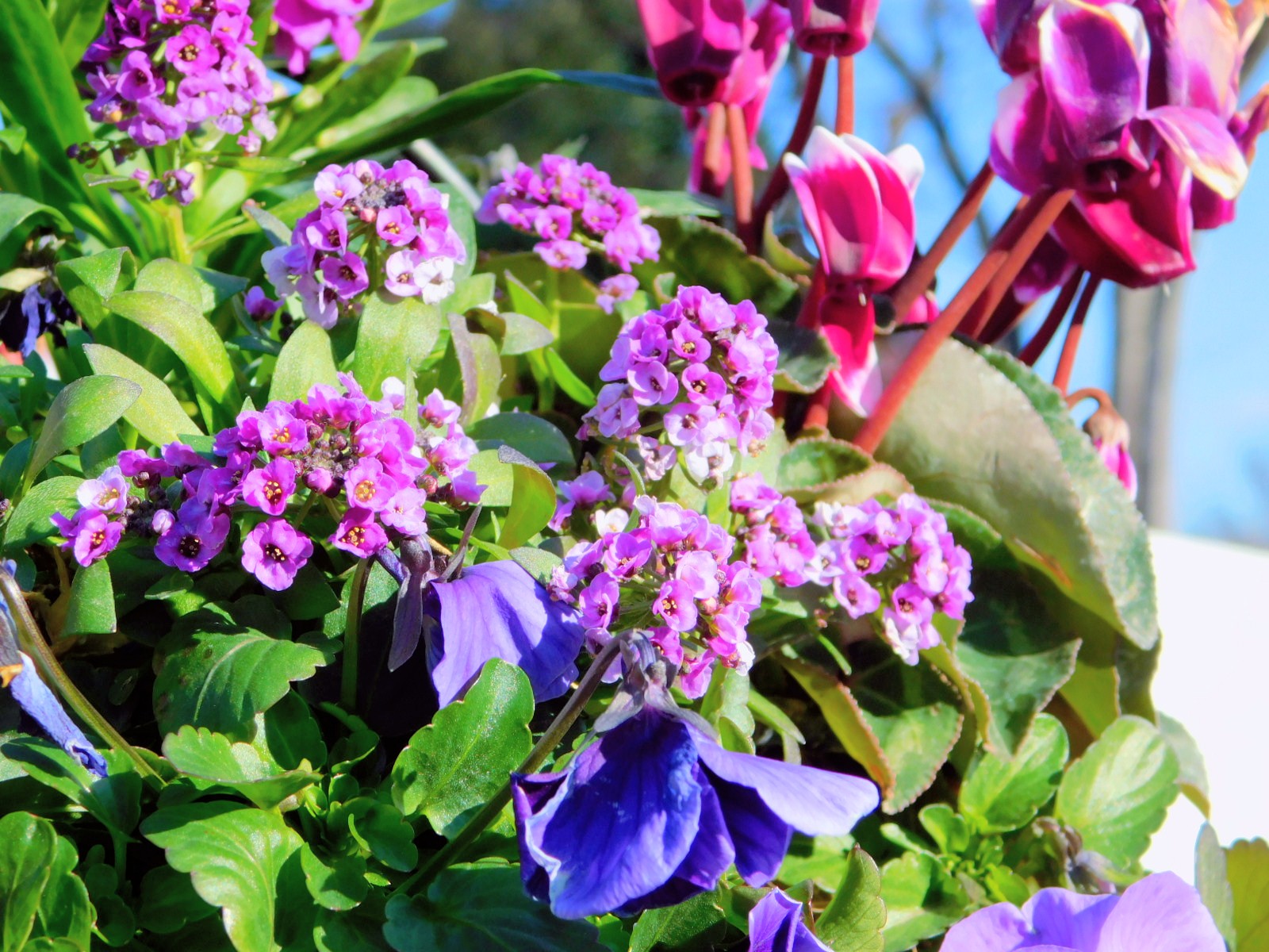 いろんな花 Twitter Search Twitter