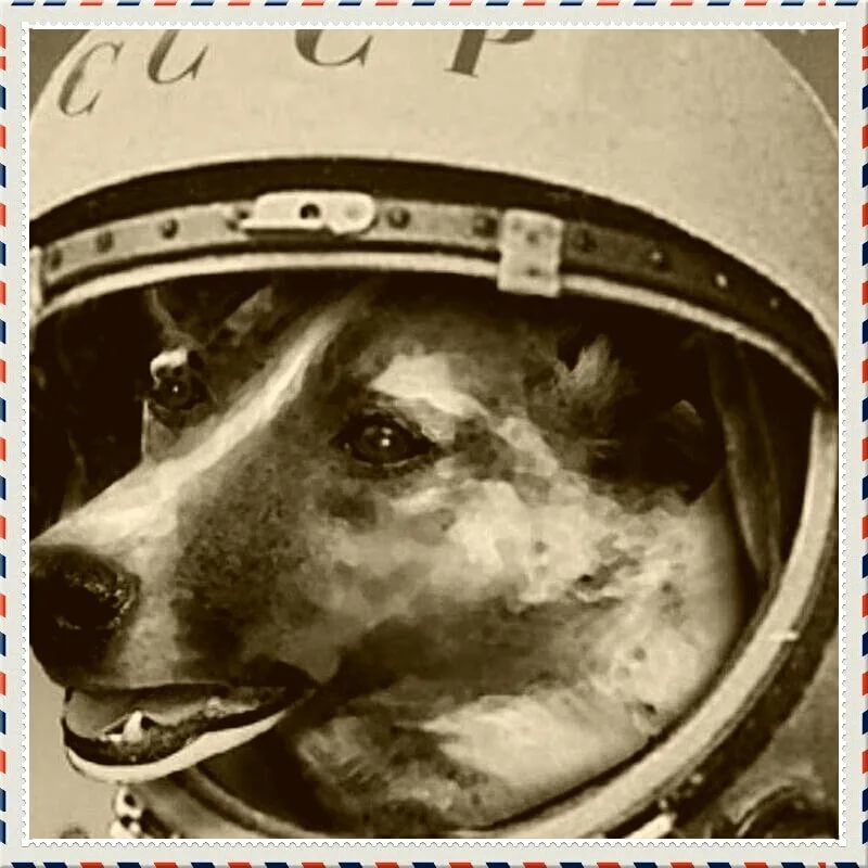 Renad0205's tweet photo. @elonmusk @SawyerMerritt Elon Musk good afternoon. I wanted to ask why you chose the dog shiba inu, doge? When the world's first dog Laika flew into space on November 03, 1957. Support us #AidiFinance 2022.mars https://t.co/Qg3z5TLNko