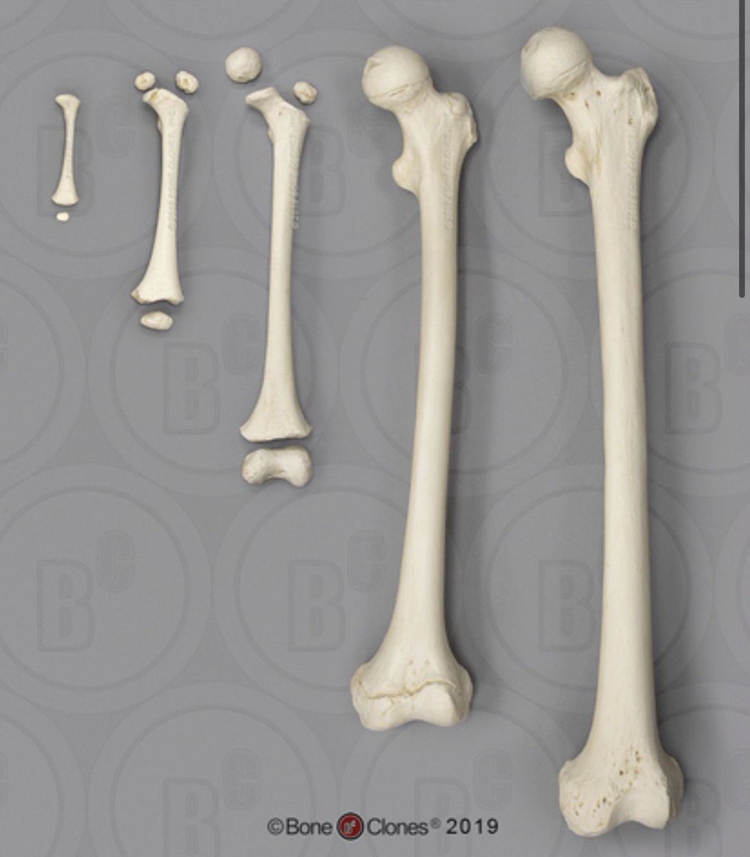 Taylor_Winkel's tweet photo. @Scooptwotimes look at their little toes too😭 and the second pic is an example of femur growth!! https://t.co/WzRCJbPnuK