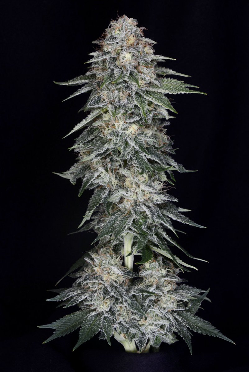 UptownGrowLab's tweet image. #FunkDaddy (NL5xDinaChem) getting fat! #cannabisannual2022 #uncletweezy #maryjaneismysidechick #smokeweedeveryday #ugl4life