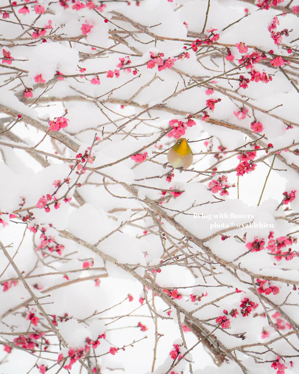 雪と紅梅とメジロさん🌸
#雪景色 #紅梅 #梅の花 #メジロ #ウメジロー #Snowlandscape #birdphotography #flowerphotography #写真好きな人と繫がりたい #写真が好きな人と繋がりたい #写真で奏でる世界 #カメラ女子 #キリトリセカイ #OLYMPUS