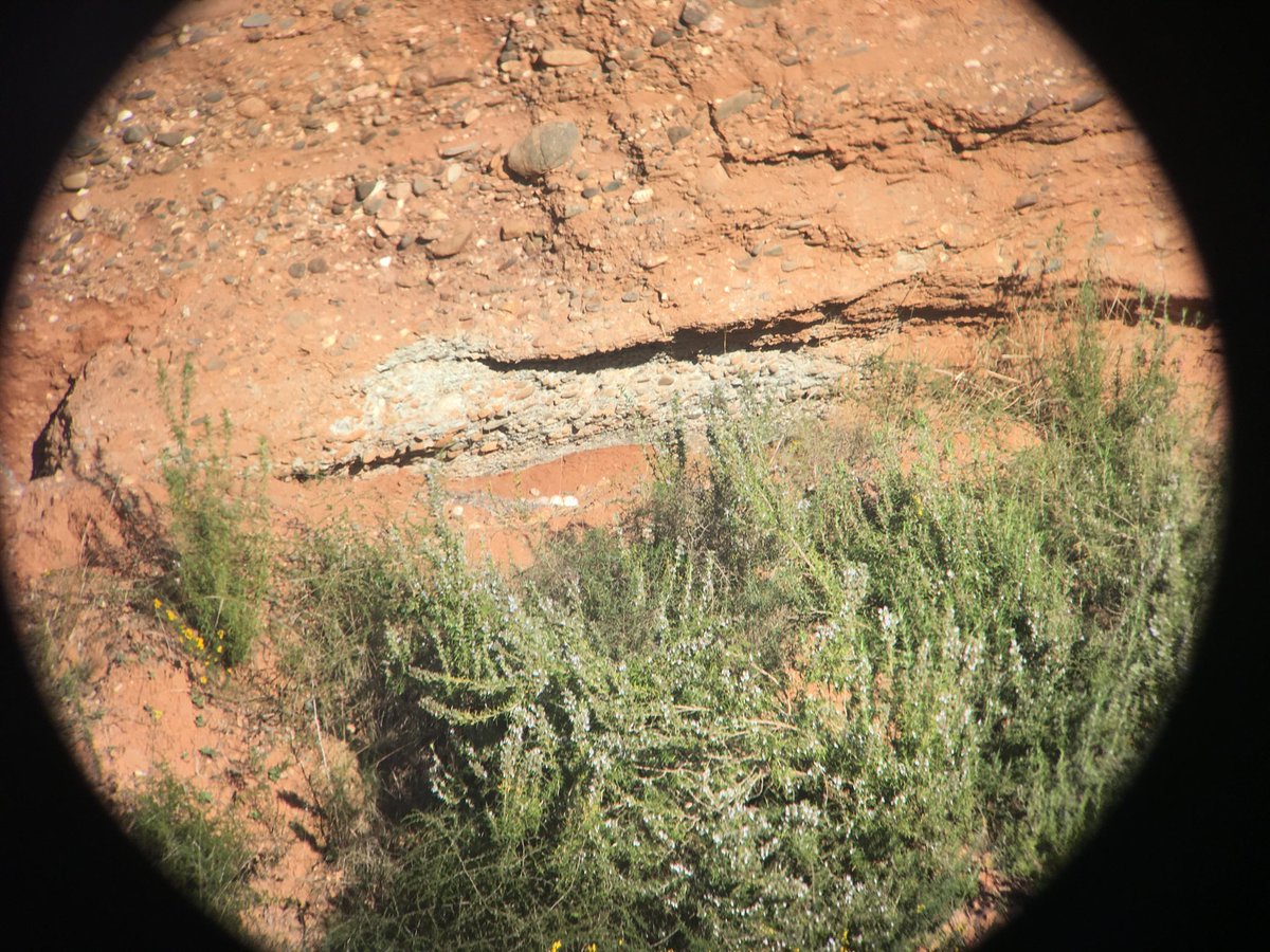 esparverblau's tweet photo. Podem regular les activitats de lleure en zones sensibles per la fauna? Comencen curses de muntanya i comencen fracassos de fauna. Niu de ducs abandonat en ‘circuit’ de BTTs; Niu d’àliga abandonat per obrir corriols. @turismecat @TurismeBaixLlob @consellvallesoc @mediambientcat https://t.co/uzsEFA8NIy