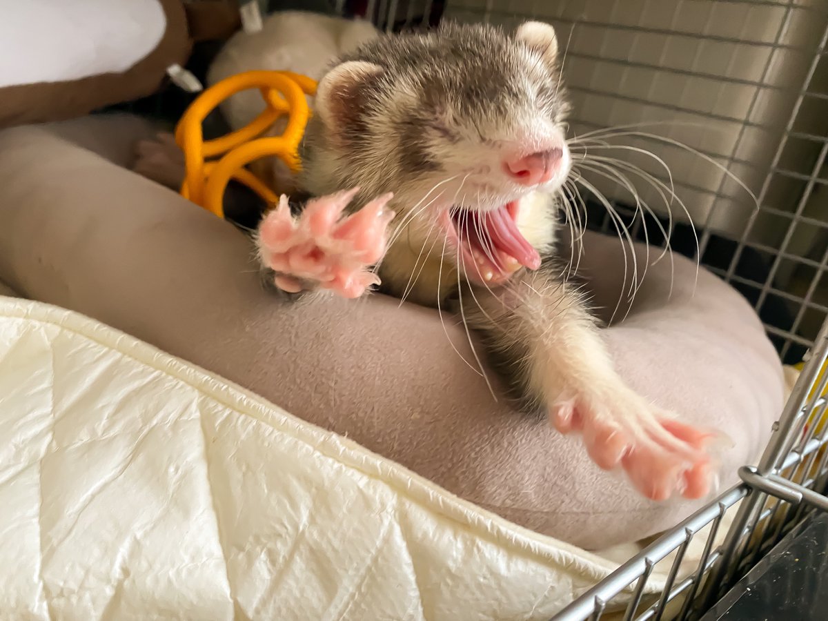 585Tino's tweet photo. はじめまして！マーシャルフェレットのティノですฅ•ﻌ•´ฅ
フェレット飼いの皆様と交流出来ればと思いアカウントを作成しました！
お迎えから半年程でまだまだ勉強中の身ですが、よろしくお願いします〜✨
 #フェレット
 #ferret
#マーシャルフェレット
#フェレット好きと繋がりたい https://t.co/xfCUcA3eku