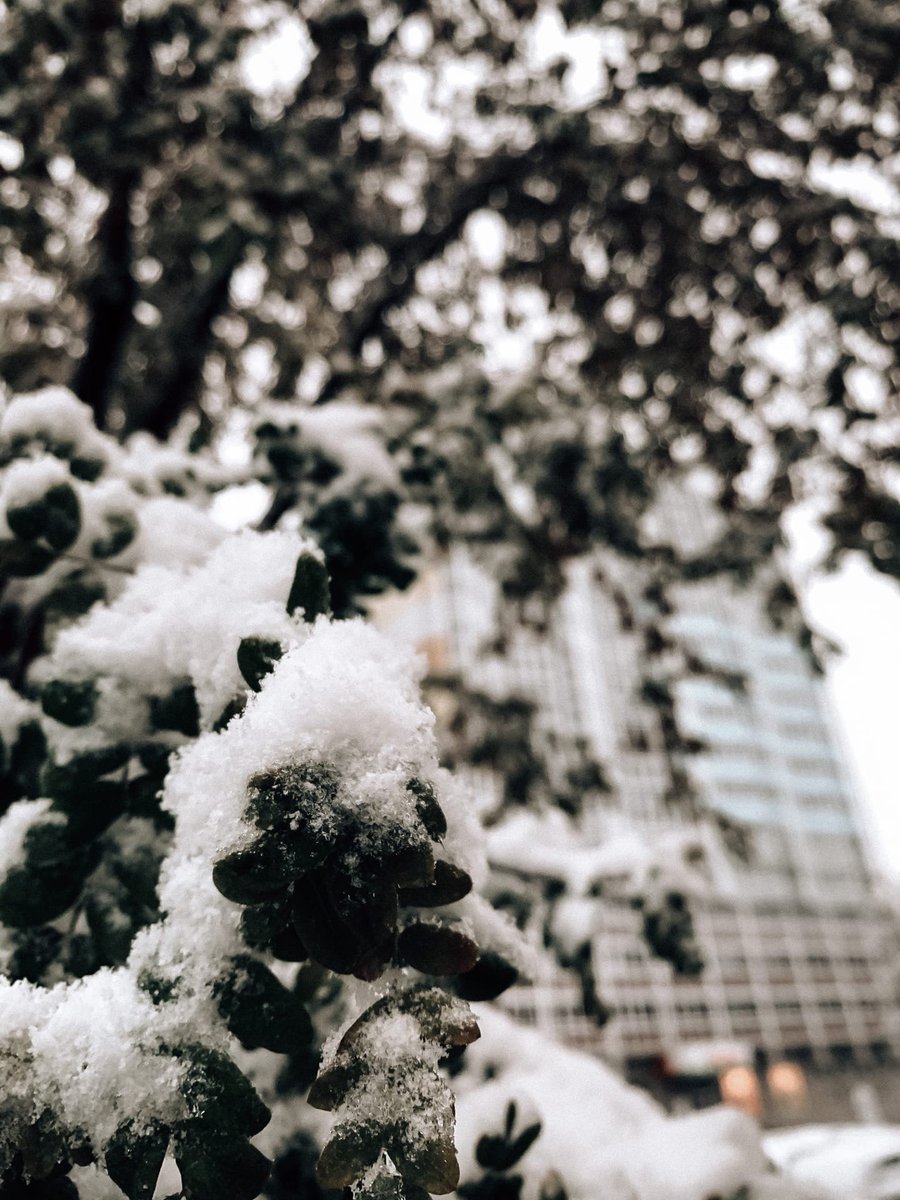 ❄ + #SibFU = ❤