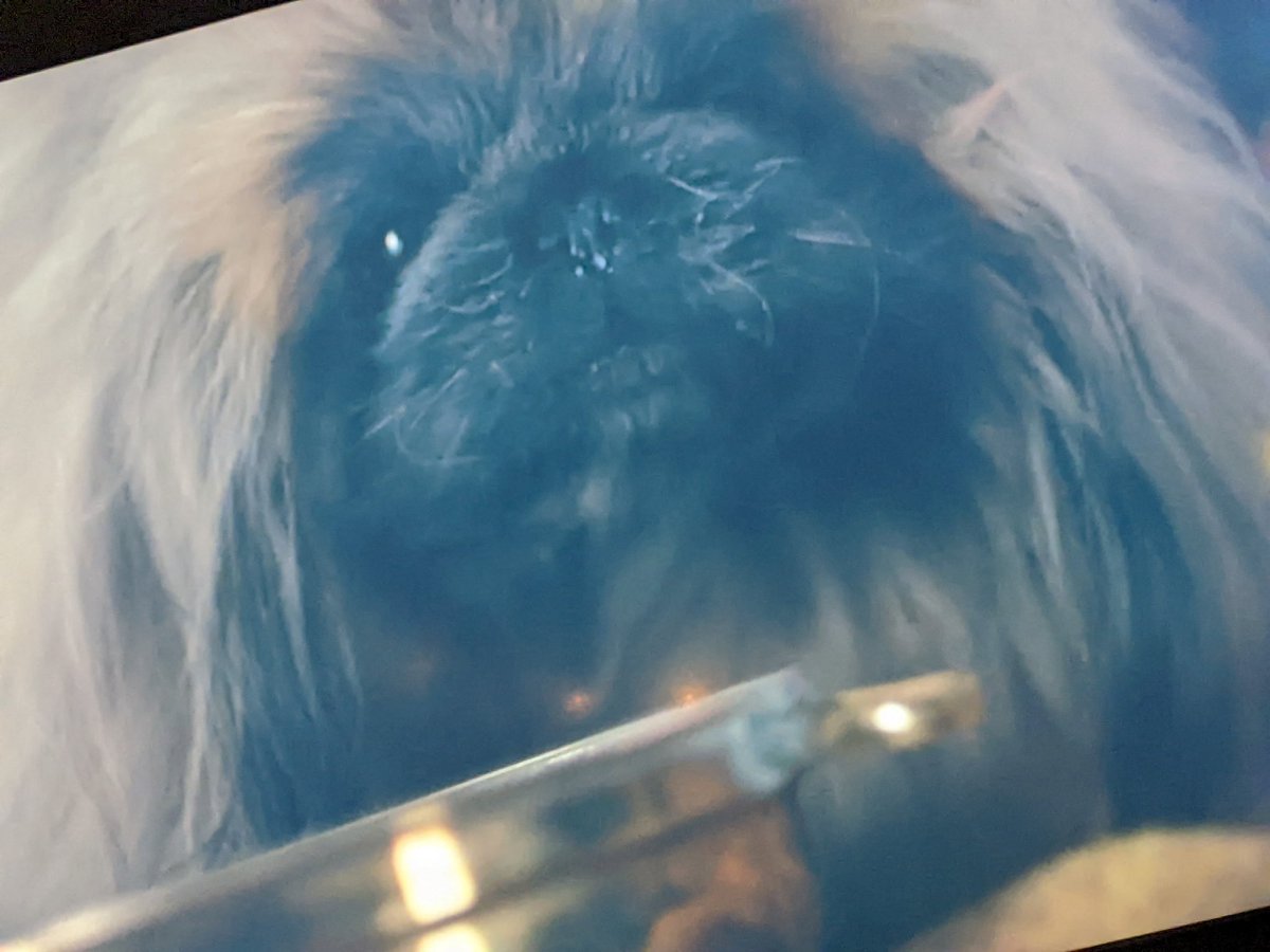 gingerhat's tweet photo. starting the Emmy campaign now #TrickyWoo #AllCreaturesPBS https://t.co/U1Q8qTlj8H