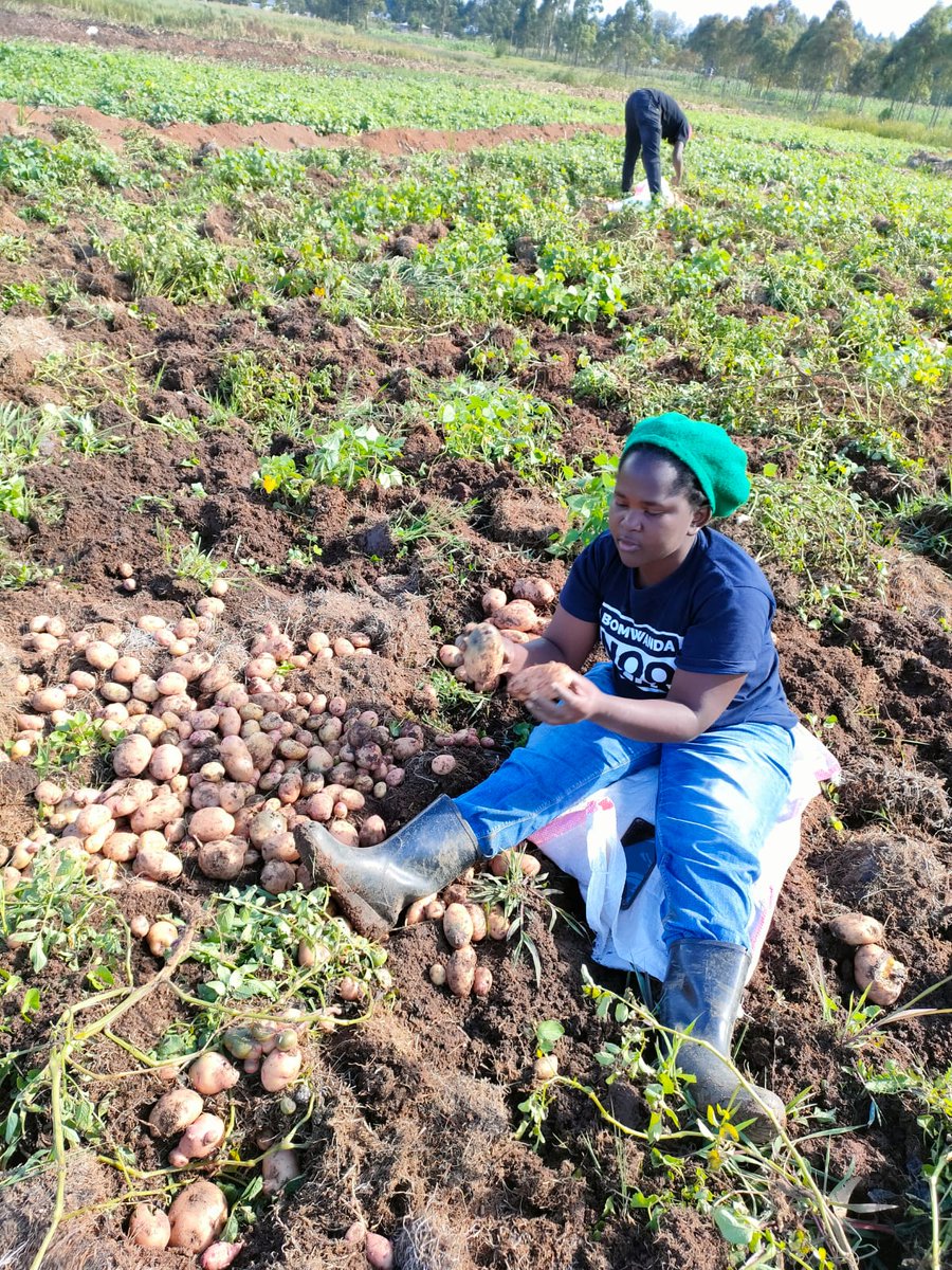 bisase_lilian's tweet photo. It's feels so disrespectful with leaders doing the hashtag #lowerfoodprices #lowerfarminputs prices like where the hell have you been?
Dm or Whatsapp 2kgs Sugar-Ksh Naivasha #KenyaHasRules https://t.co/kBRklvabqW