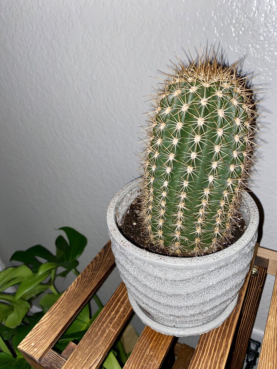 ReeseSwanson's tweet photo. i bought a cactus today https://t.co/RqXak0YvME