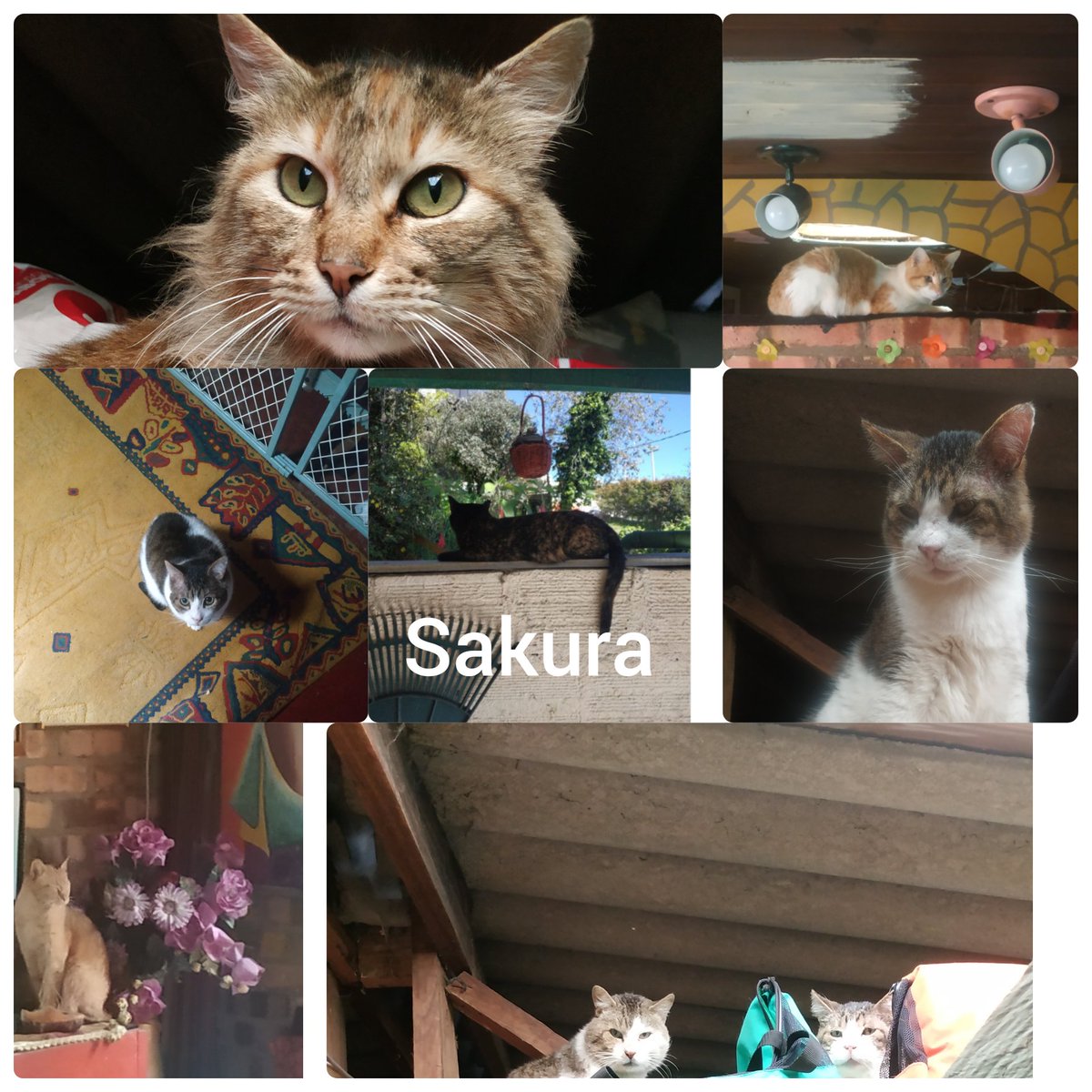 hadacaninos's tweet photo. #DiaInternacionalDelGat Estos seres maravillosos que a diario nos divierten y nos brindan alegrías. La manHada gatuna, Niña, Gatúbelo, Coco, Sakura, Gary, Alex y Ozzy. Homenaje a los que ya no están con nosotras. Fryda, Chimuelo, Mío, Silvestre. Sólo hablan el lenguaje del amor. https://t.co/UJviEciTFx