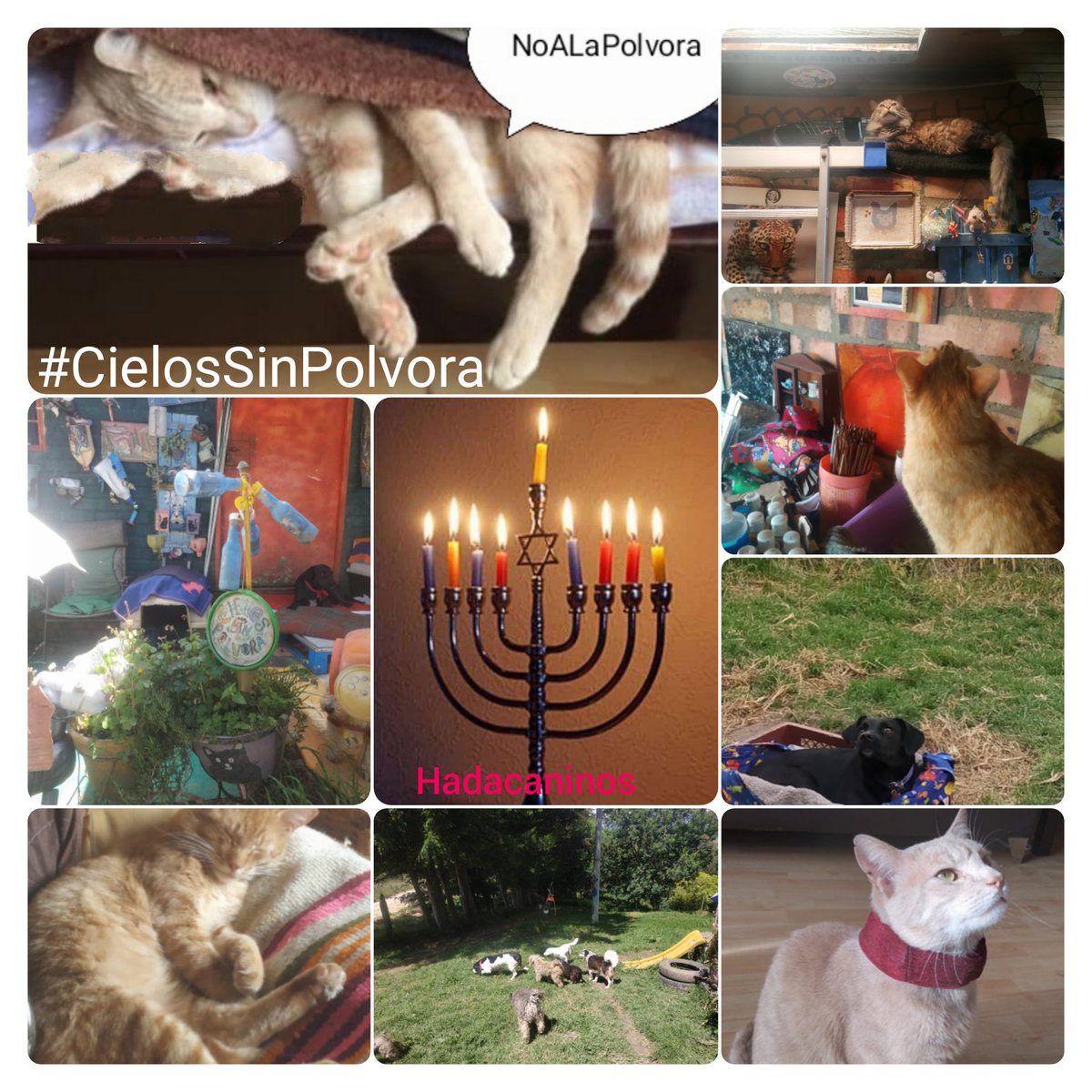 hadacaninos's tweet photo. #DiaInternacionalDelGat Estos seres maravillosos que a diario nos divierten y nos brindan alegrías. La manHada gatuna, Niña, Gatúbelo, Coco, Sakura, Gary, Alex y Ozzy. Homenaje a los que ya no están con nosotras. Fryda, Chimuelo, Mío, Silvestre. Sólo hablan el lenguaje del amor. https://t.co/UJviEciTFx