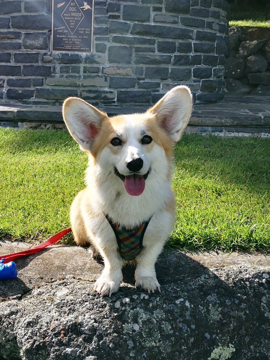 KateSpill's tweet photo. Pixel the corgi says you can do it! Pre-dog we were only existing, now we are living. 💖 https://t.co/aykBxE4CKk