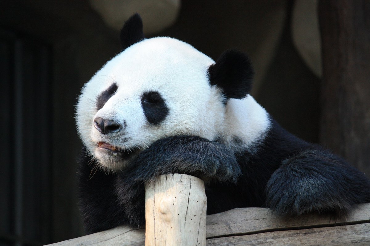 WeLove_Pandas's tweet photo. What do you know about Pandas? Comment below.#panda #pandapictures #pandalove #lovepandas https://t.co/z7Jf7rIYkP