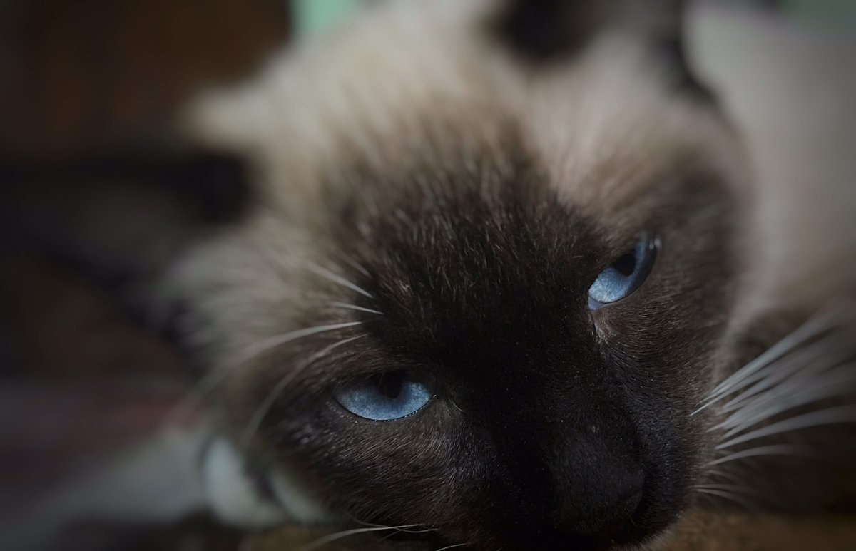 itlide's tweet photo. Mis gatitas io y geometría #cat #InternationalCatDay #DiaInternacionalDelGato #itlide https://t.co/vmjLNkvqgS