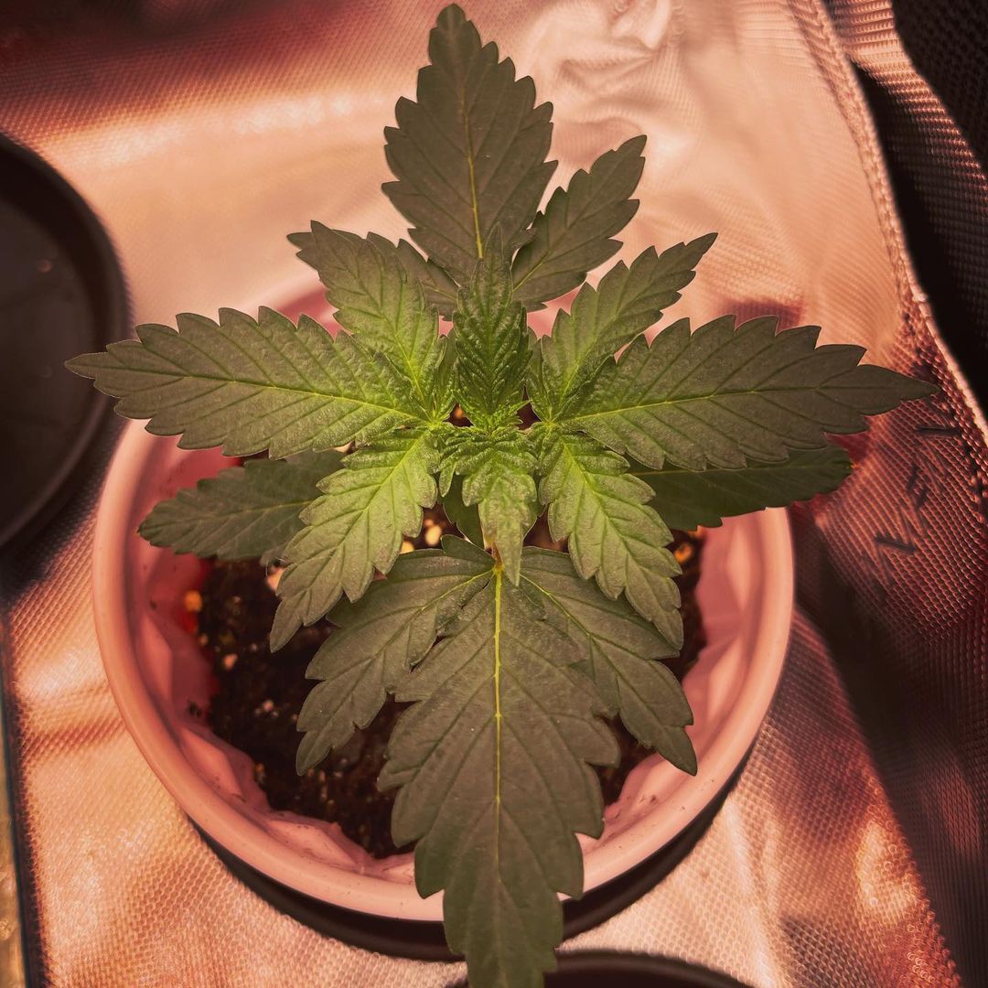 Pink Runtz is the perfect strain for February; it totally matches this month's vibes! 💕

Being a cross between Zkittlez and Gelato, Pink Runtz is an Indica-dominant superstar! This plant has a nice fruity flavor, and it has a great creamy texture. Nice work, @stack_inkolas! 💫