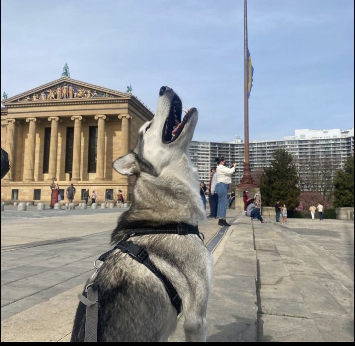 Howling away the Sunday Scaries #Bumble #SwipeRight #DogsOfDatingApps #Philadelphia