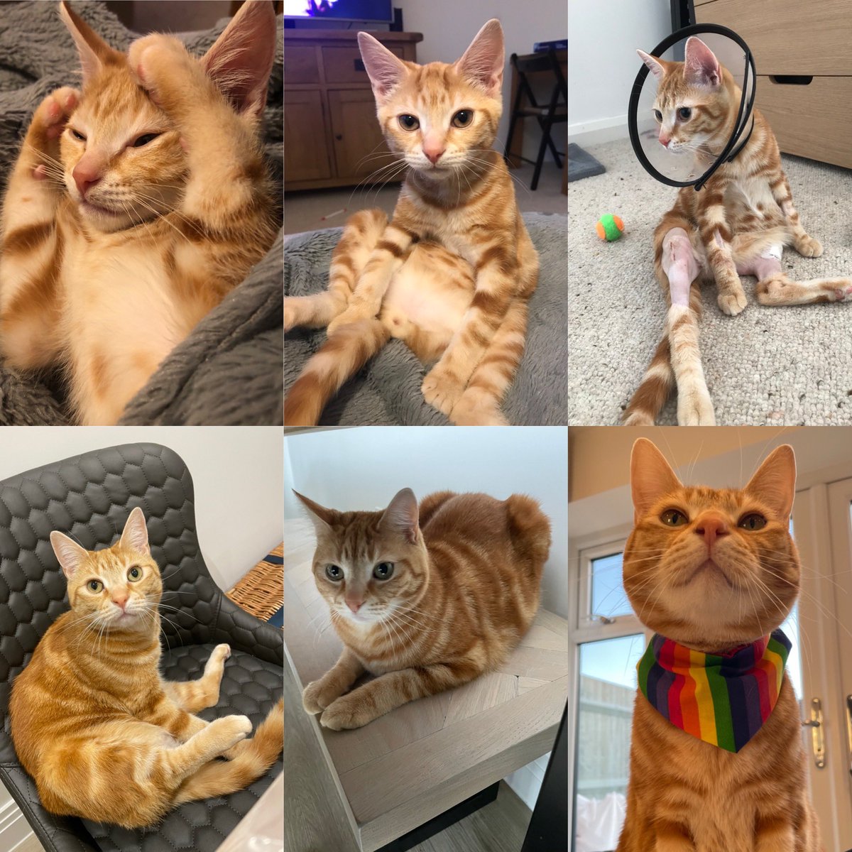 LeahClareWebst1's tweet photo. Happy #LoveYourPetDay! Here’s our handsome ginger tom, Rudy. He’s had the incredible care, support, and expertise from the veterinary team at @Medivet_UK during his four short years, including bilateral patellar surgery at just 6 months old…#CatsOfTwitter https://t.co/OjYNSjTg6w