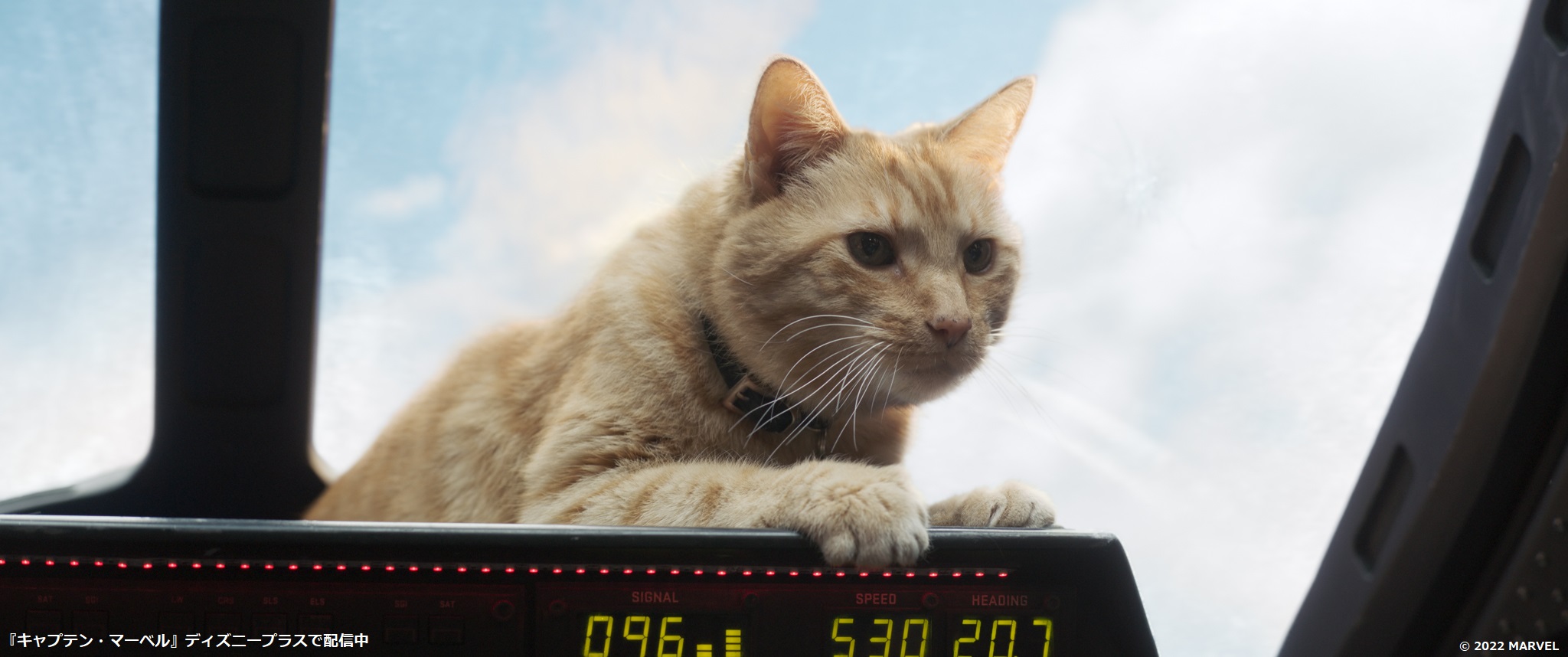マーベル スタジオ 公式 猫の日 に合わせて グース の活躍を振り返る ニックフューリー を虜にする 立ちはだかる敵を一瞬にして倒す 四次元キューブを安全に保管する とにかくひたすらに可愛い そんな 猫のグース の マーベル スタジオ 公式 猫の日 に合わせて グース の活躍を振り返る ニックフューリー を虜にする 立ちはだかる敵を一瞬にして倒す 四次元キューブを安全に保管する とにかくひたすらに可愛い そんな 猫のグース の
