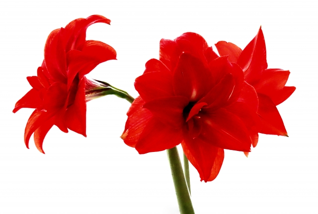 Cocolo ロハスプラザ おはようございます 今日の誕生花はアマリリスです 春と秋に大きな花を咲かせ その花 の美しさから すばらしく美しい という花言葉をもっています お誕生日の皆さん おめでとうございます 美しく花開くアマリリスのように 実り