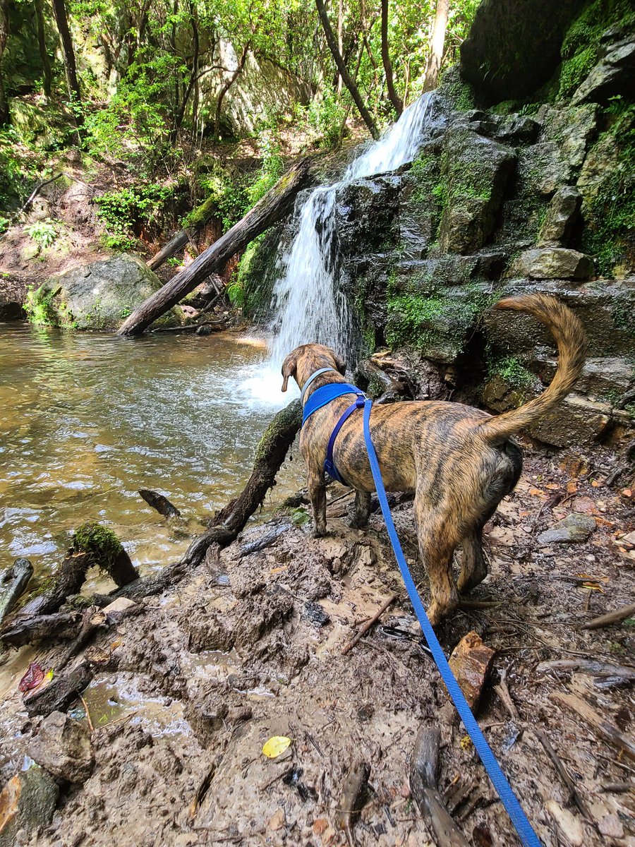 Take time to enjoy the little things in life... even if you are a doggo and have an easy peasy life 🏞💙
#hikes #DogsofTwittter #adventures #Rangersadventure