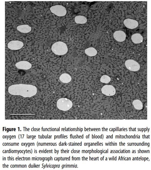Geometric Biology tweet media