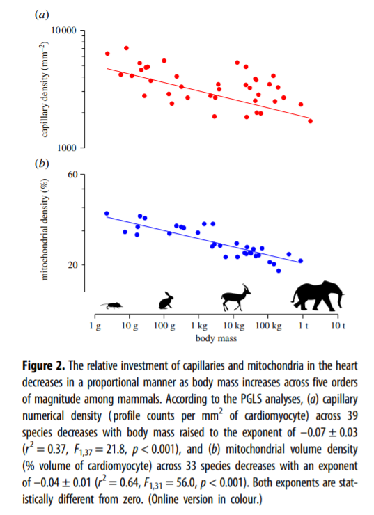 What is the effect of body mass on the densities of cardiac capillaries
and mitochondria of mammals ranging from a 2.33 g shrew
to a 1.7 t elephant? royalsocietypublishing.org/doi/pdf/10.109… @Craig_R_White <a href="/RSocPublishing/">Royal Society Publishing</a>