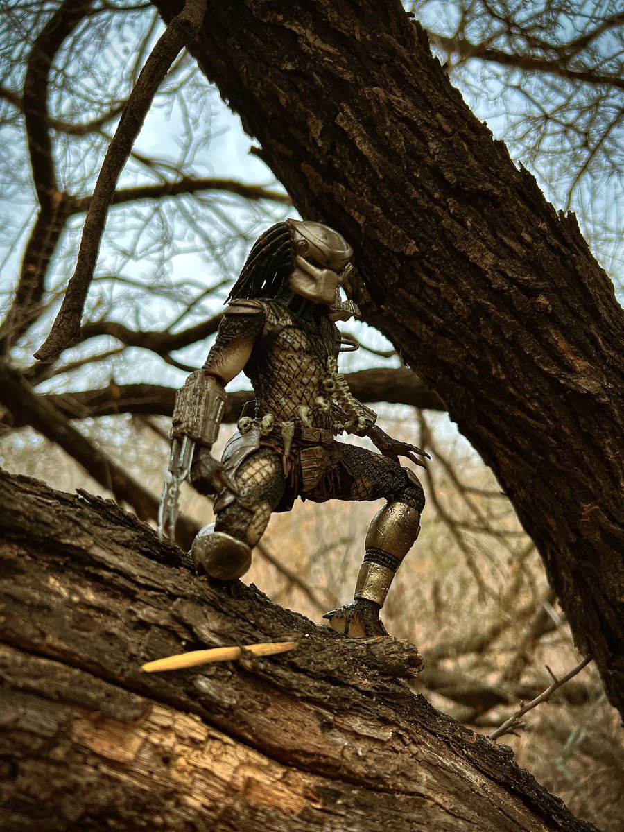 thegr8one85's tweet image. Third is the iconic 87 Predator(Jungle Hunter) by @NECA_TOYS the one shown on the pic isn’t the ultimate version(I should’ve brought it for more pic variety) but hopefully y’all dig these👊🏽 
#Predator #JungleHunter #87Predator