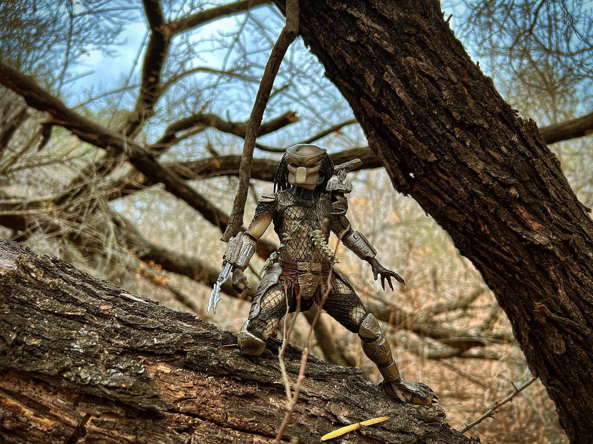 thegr8one85's tweet image. Third is the iconic 87 Predator(Jungle Hunter) by @NECA_TOYS the one shown on the pic isn’t the ultimate version(I should’ve brought it for more pic variety) but hopefully y’all dig these👊🏽 
#Predator #JungleHunter #87Predator