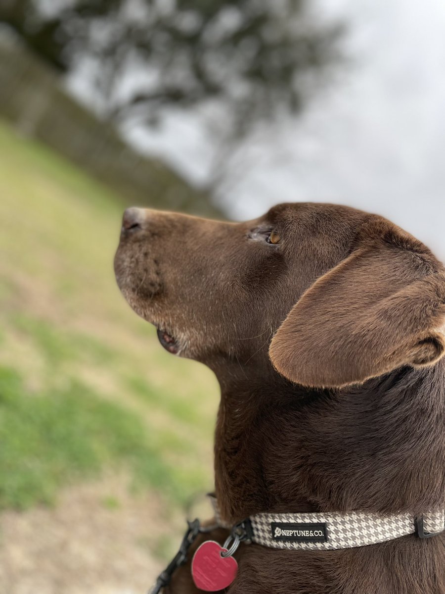 ThatDragonThing's tweet image. Got a new phone and I’m loving the new camera. Anyways here’s my dinner.