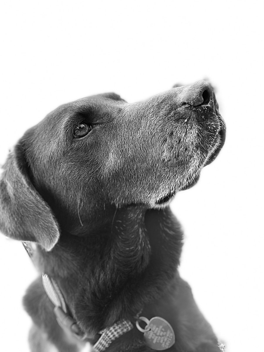 ThatDragonThing's tweet image. Got a new phone and I’m loving the new camera. Anyways here’s my dinner.