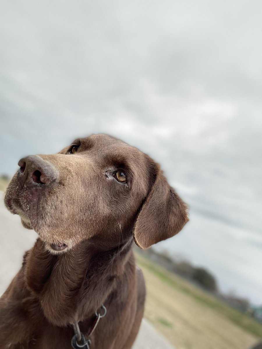 ThatDragonThing's tweet image. Got a new phone and I’m loving the new camera. Anyways here’s my dinner.