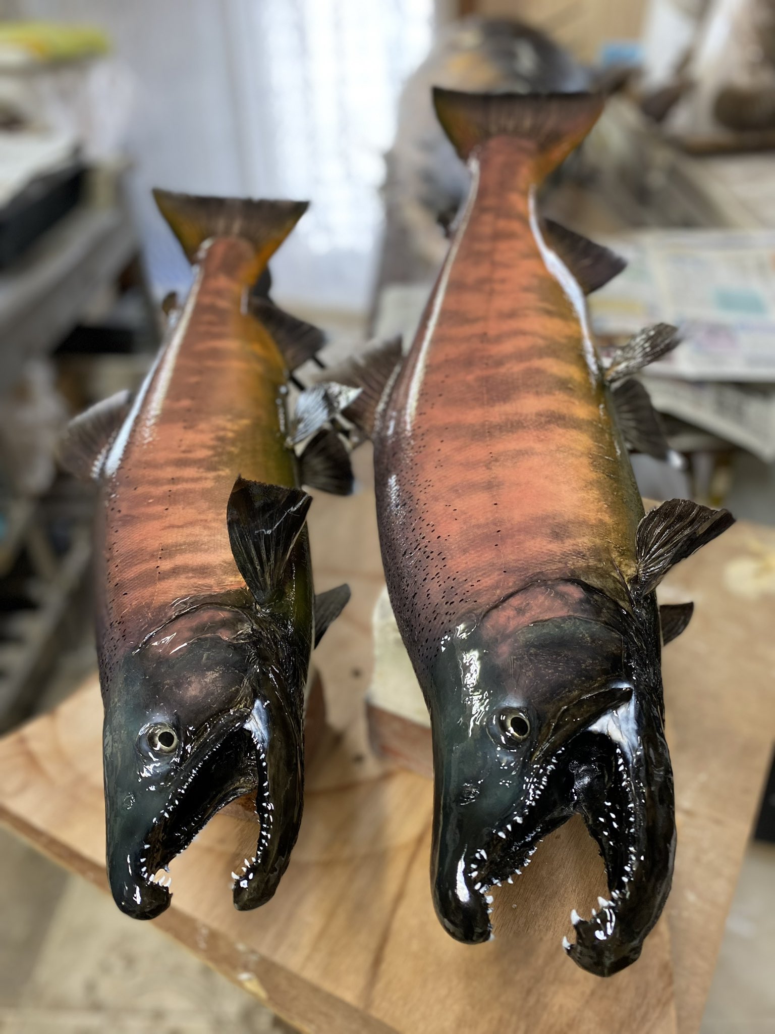 魚　剥製 ?media_id=3178478525208186475