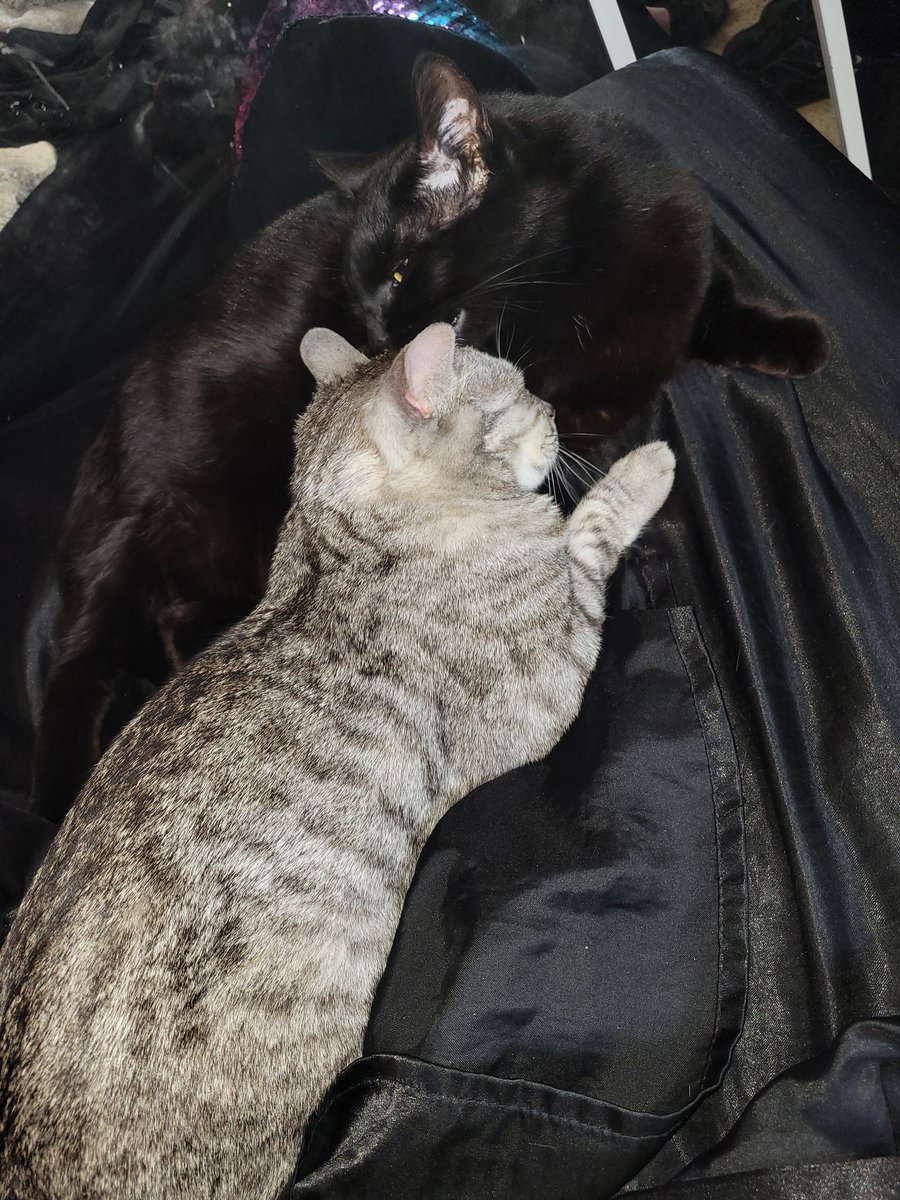 soakingwetlace's tweet photo. My kitties are mad at me cause I had to kick them off my bed to cam. 😅 On another note I should be on Chaturbate in 10-20 mins! 🥰 https://t.co/0Xi38qzfON