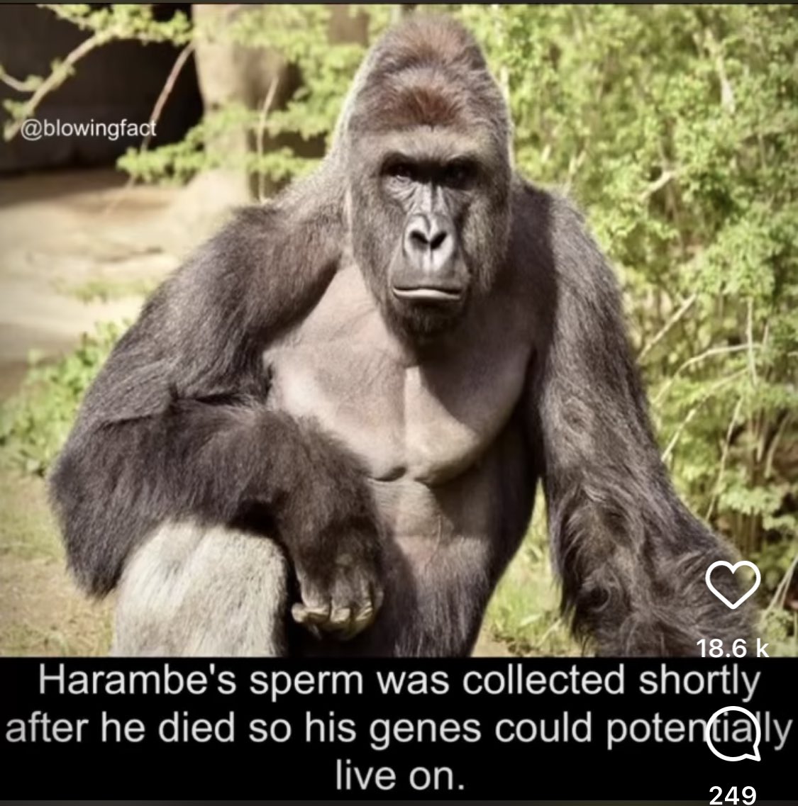 Brooks_Rob's tweet photo. #goodnews #rememberharambe https://t.co/EUg4IdWhHw