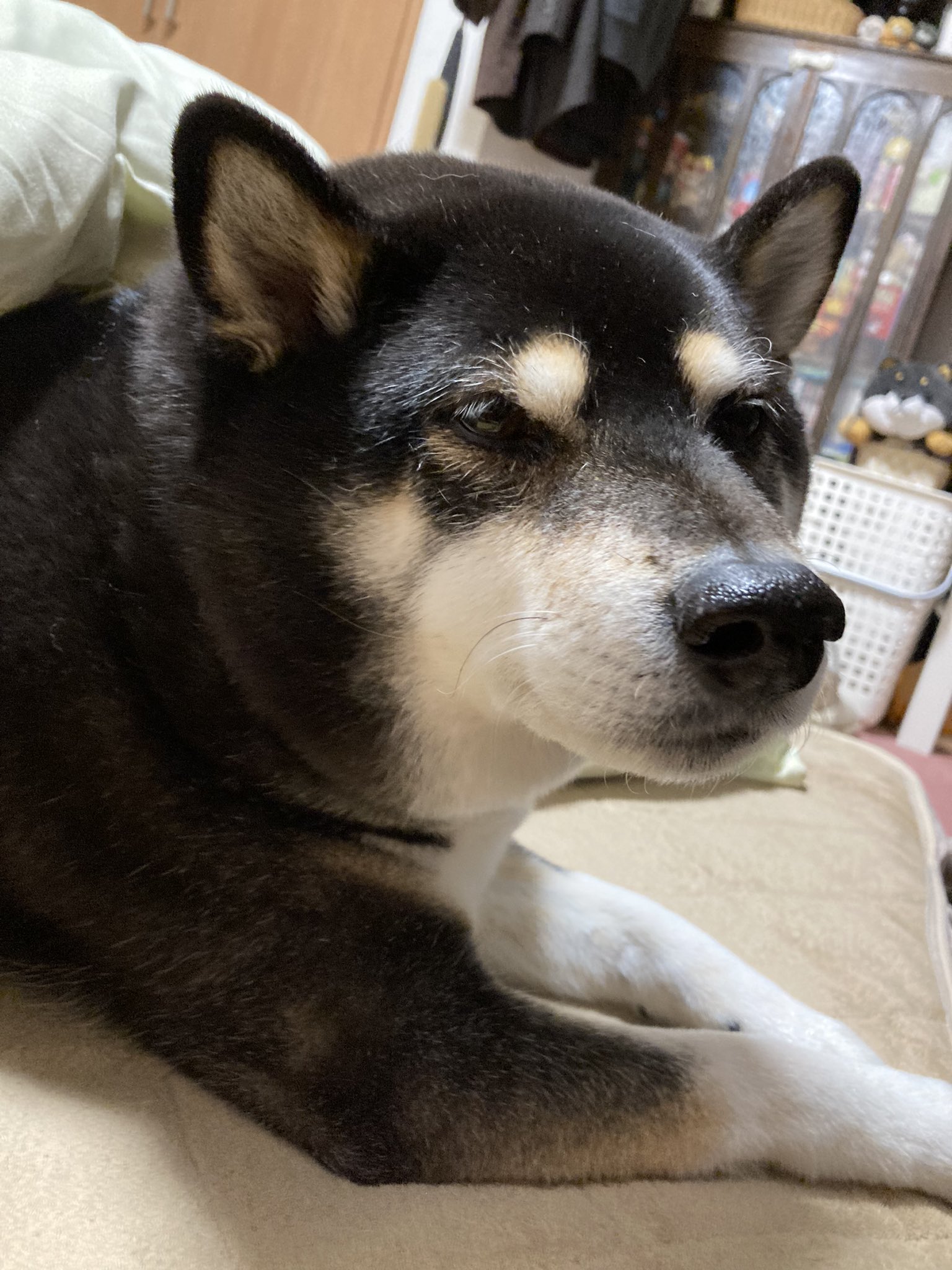 黒柴 岳 がく ほとんどお布団の上に居る子が今日は お布団の中に居た眠そう 可愛い 普段ほぼ私の足元のお布団の上で寝る子 お布団の中に入る時は 旦那のお布団なんでやろ 私毛布使ってるから暑くて嫌なんかな 雨戸開けたら雪積もってました