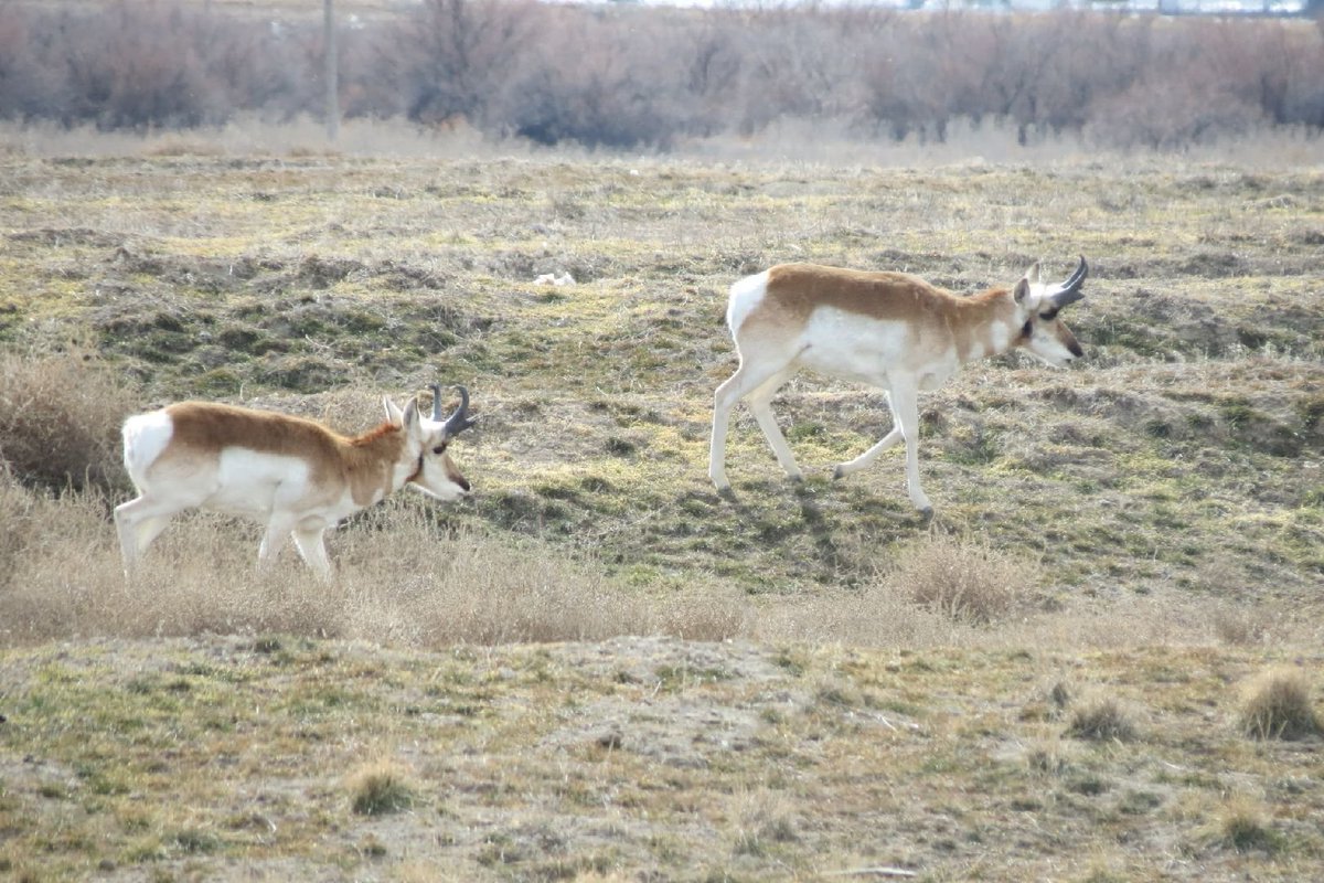 abusath's tweet photo. Proghorn antelope https://t.co/pktrFYST1d