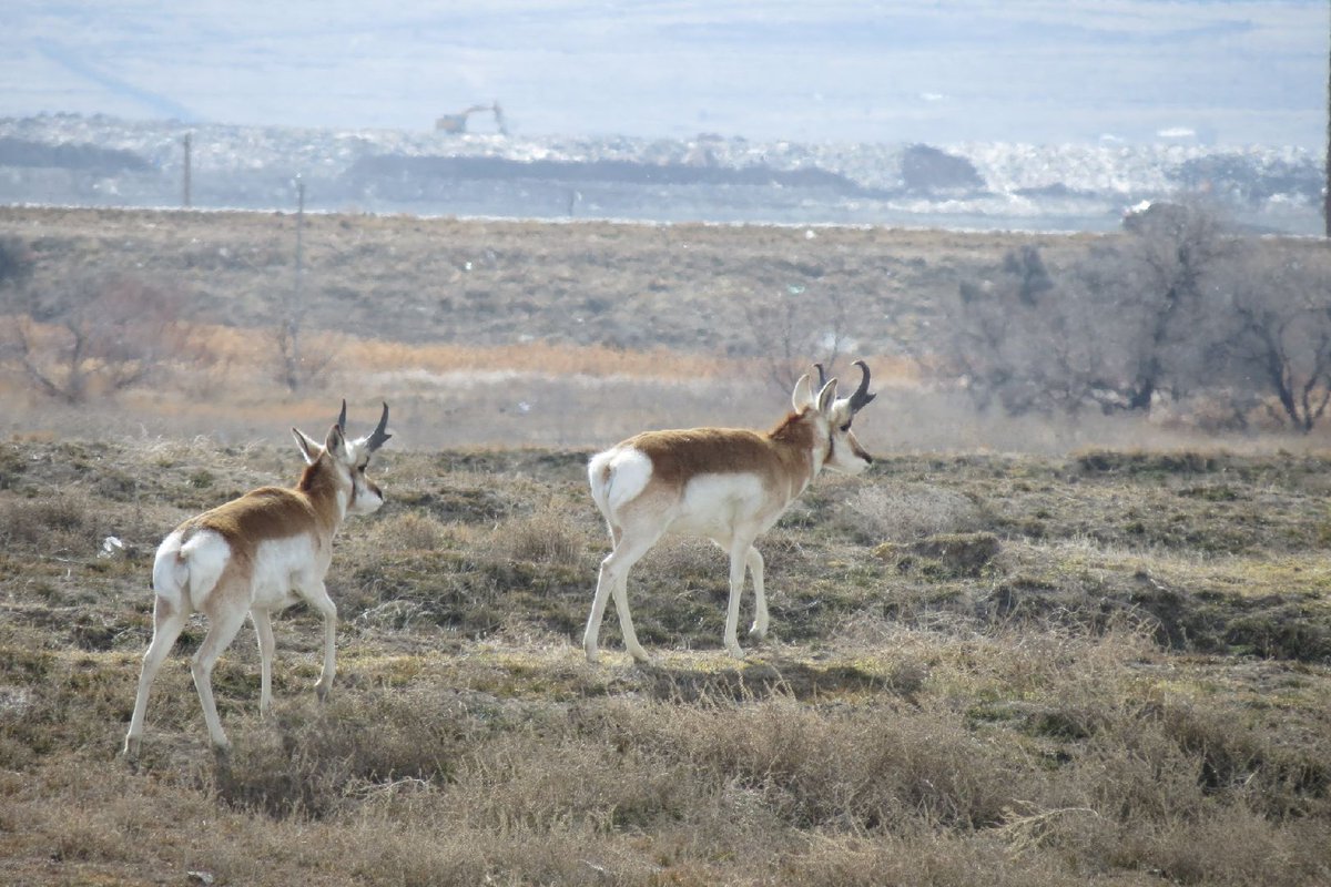 abusath's tweet photo. Proghorn antelope https://t.co/pktrFYST1d