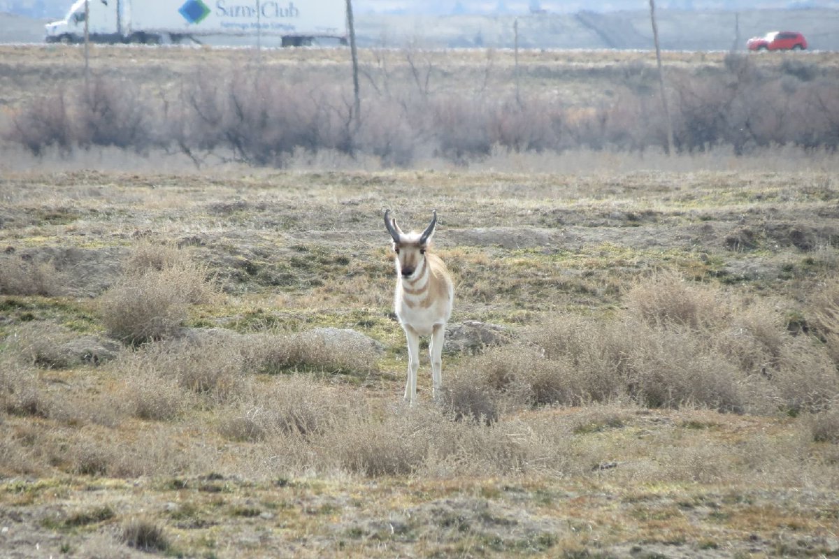 abusath's tweet photo. Proghorn antelope https://t.co/pktrFYST1d