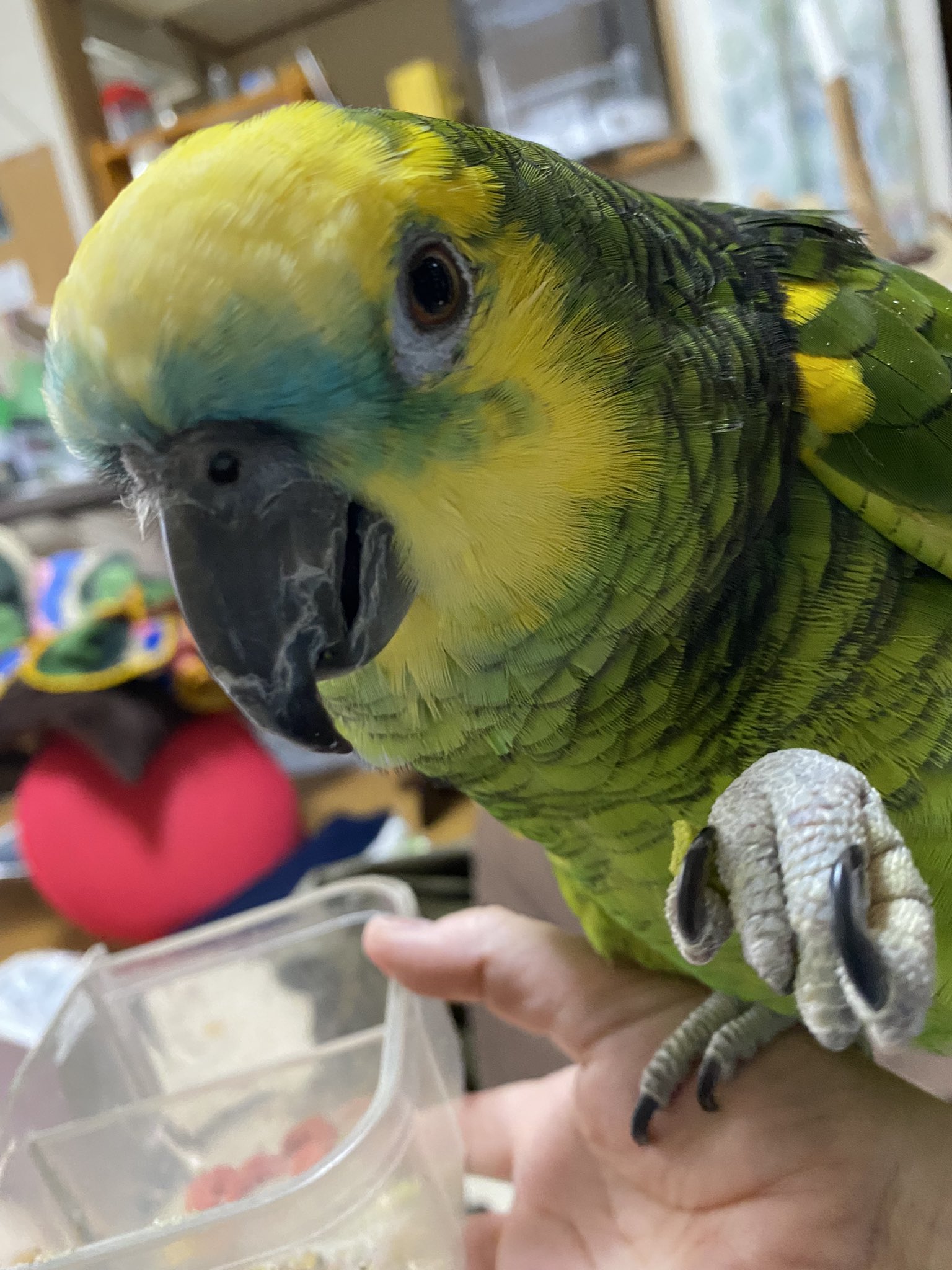 Angie Angie Himenoyo Twitter