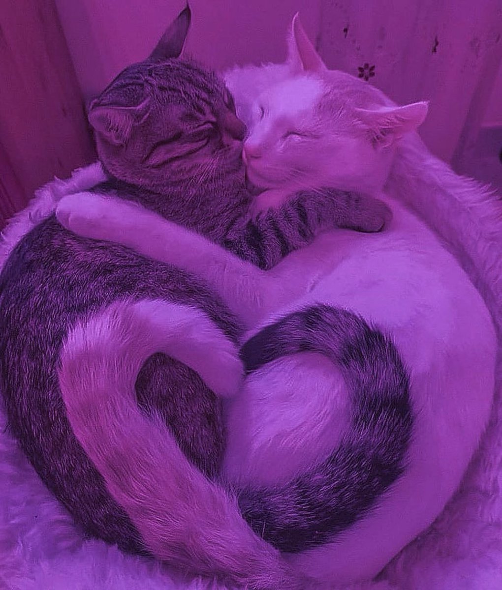 Bichinhos fofinhos pra quem ta cansado tweet media