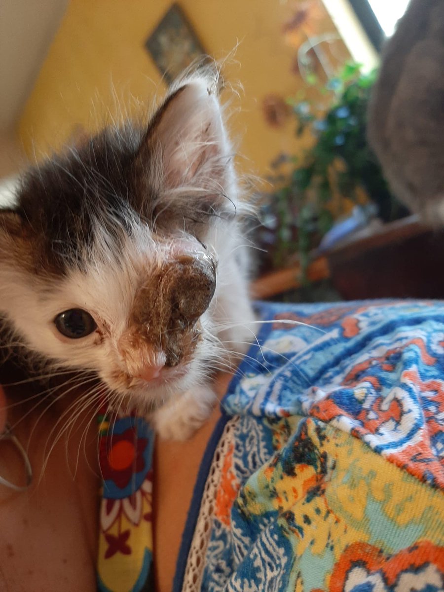 uppac2's tweet photo. APOYO URGENTE! 📢
Hace 2 semnas subimos el caso de 2 gatos encontrados en muy mal estado. Pirata (quién ven en la foto) está cn su ojo reventado. Mñn será operado, debemos recaudar $55.000
A quien quiera apoyar esta causa:
Pía Rivas Canales
Banco estado
Cuenta RUT 18298126-5 https://t.co/g0OxtXHv5o