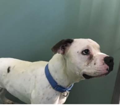 💔Chance💔
#NYCACC #136236 5y
▪️To Be Killed: 2/22
Handsome, energetic  sweet boy found stray. Social w staff, ok w🐕, motivated to learn+ eager 2 please. Feeling lost + stressed in shelter. Needs loving, N.East, #Adopter/#Foster 4 security +love. Pls #pledge 4 #Rescue.
💞Chance