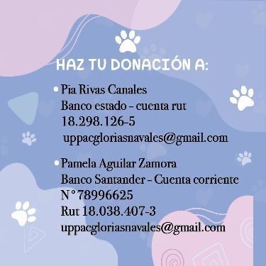 uppac2's tweet photo. APOYO URGENTE! 📢
Hace 2 semnas subimos el caso de 2 gatos encontrados en muy mal estado. Pirata (quién ven en la foto) está cn su ojo reventado. Mñn será operado, debemos recaudar $55.000
A quien quiera apoyar esta causa:
Pía Rivas Canales
Banco estado
Cuenta RUT 18298126-5 https://t.co/g0OxtXHv5o