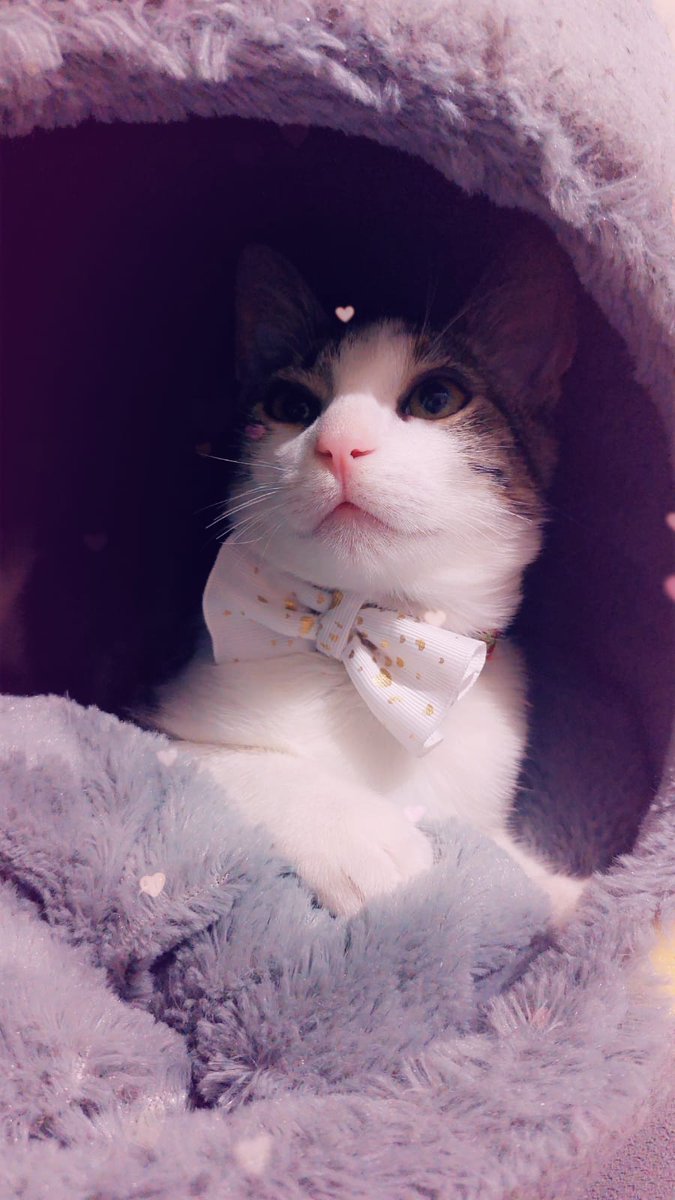 Guvitas's tweet photo. #DiaInternacionalDelGato https://t.co/pk229qXg2m