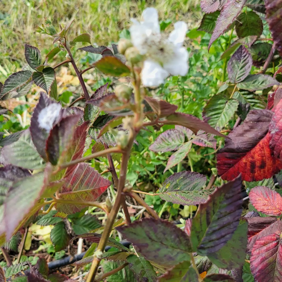 psgorganic's tweet photo. Found some signs of Spring today. https://t.co/DAqeLbVBb6