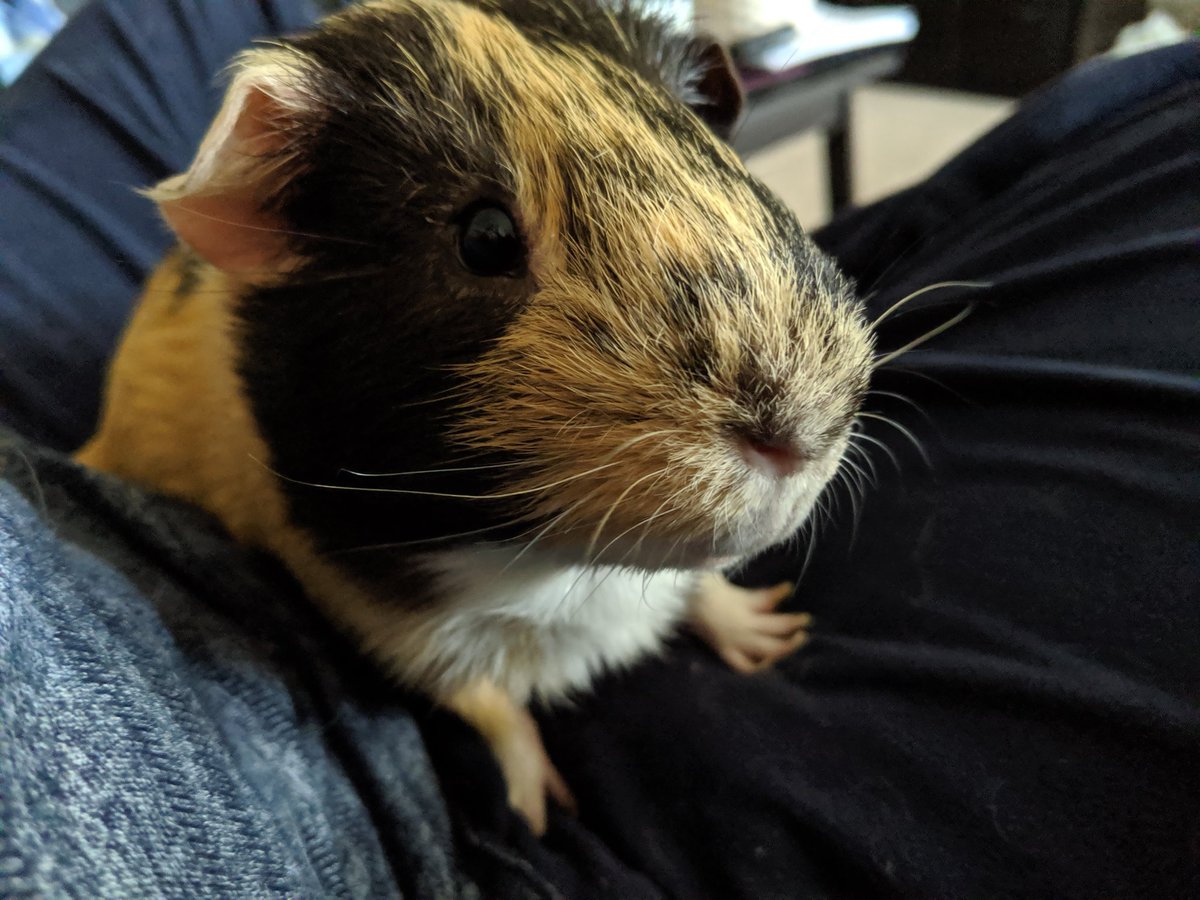 BossWaffle87's tweet photo. Tonight I lost my best friend. Tyrion was my first guinea pig, his big heart and adorable personality won me over in an instant. No one will ever replace the giant hole in my heart, little guy. I'll always love you and be well over the rainbow bridge 🌈❤️ @rego_arego896 https://t.co/OfwESwHTVt