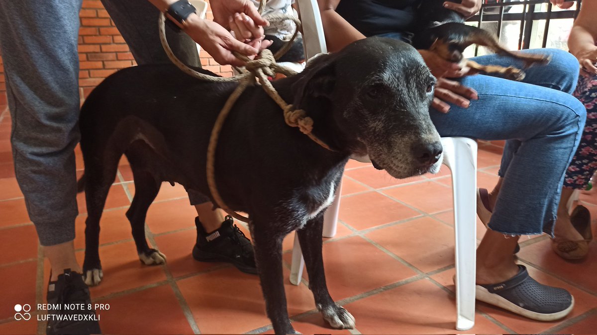 luftwavedxkli's tweet photo. Gracias al apoyo de @andreanimalidad al grupo interdisciplinario y a la comunidad q acudió masivamente HOY se cerró el ciclo reproductivo de 140 ANIMALES  en #Giron #Santander. Falta mucho pero es un buen comienzo! 240 ANIMALES en esta jornada! Trabajo con sentido social.⤵️ https://t.co/CSyJ7sxbl3