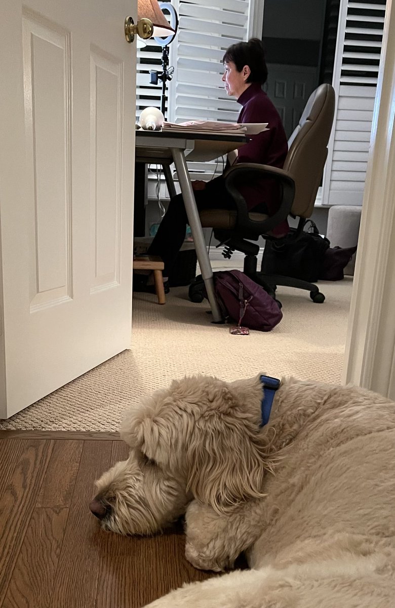 LynSharratt's tweet photo. I just love working with this team in South East Region! They are impressively staying the course of ‘precision-in-practice’! Even Austin is listening intently to their reflections on becoming ‘Assessment Capable’! https://t.co/bZFAc8O9rZ