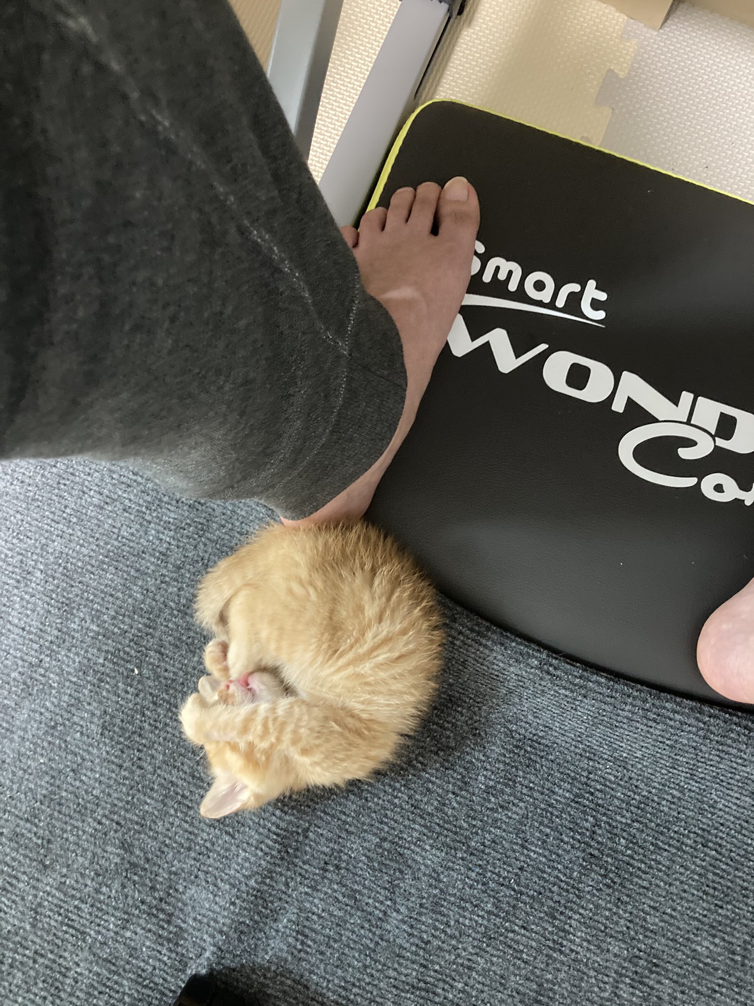 保護猫ルーク ちっちゃいアンモニャイト 保護猫 子猫 猫好きさんと繋がりたい 猫 猫のいる暮らし 猫の日 T Co P3gipydakb Twitter